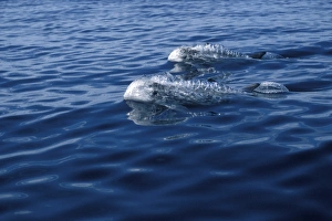 Rissos Dolphins (Grampus griseus) adults, porpoising, surfacing. Azores, Portugal, Atlantic Rissos Dolphins (Grampus griseus) adults, porpoising, surfacing. Azores, Portugal, Atlantic