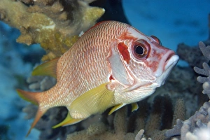 Sabre squirrelfish, Sargocentron spiniferum, Rongelap, Marshall Islands Micronesia Sabre squirrelfish, Sargocentron spiniferum, Rongelap, Marshall Islands Micronesia