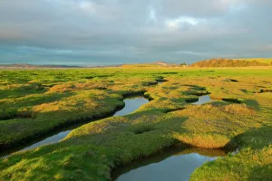 Salt Marsh at Hest Bank Morecambe Bay Lancashire UK Salt Marsh at Hest Bank Morecambe Bay Lancashire UK