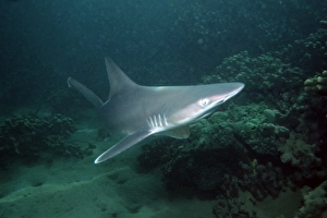 Sandbar shark pup (Carcharhinus plumbeus). Kaneohe Bay, Oahu, Hawaii (N. Pacific) (rr) Sandbar shark pup (Carcharhinus plumbeus). Kaneohe Bay, Oahu, Hawaii (N. Pacific) (rr)