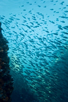 Schooling baitfish underwater in the Galapagos Island Archipeligo, Ecuador. Pacific Ocean. (rr) Schooling baitfish underwater in the Galapagos Island Archipeligo, Ecuador. Pacific Ocean. (rr)