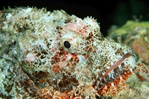 Scorpionfish, Scorpaenopsis sp., Similan Islands marine sanctuary, Thailand (Andaman Sea) Scorpionfish, Scorpaenopsis sp., Similan Islands marine sanctuary, Thailand (Andaman Sea)