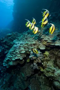 Prints of Small School of Red Sea Bannerfish ( Heniochus intermedius ). Red Sea. Egypt Intermedius Prints: Red Sea Bannerfish Print