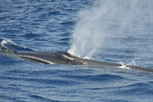Sei Whale (Balaenoptera borealis). Azores, North Atlantic. Taken 2008 Sei Whale (Balaenoptera borealis). Azores, North Atlantic. Taken 2008