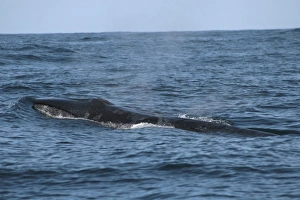 Sei Whale breaking the surface with interesting skin markings Sei Whale breaking the surface with interesting skin markings