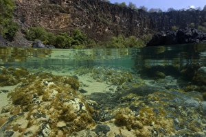 Tropical Marine Life Photography Prints: Shallow tide pool, split level, Fernando de Noronha, Pernambuco, Brazil