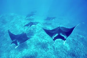 Prints of Michael Nolan / SplashdownDirect Shark Prints: Pacific Manta Rays over Reef Print