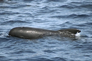 Short-fin Pilot Whale at the surface. Azores, North Atlantic Short-fin Pilot Whale at the surface. Azores, North Atlantic