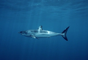 Shortfin (') mako shark (Isurus oxyrhinchus) Shortfin (') mako shark (Isurus oxyrhinchus)