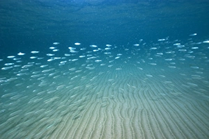 Silversides, Atherinidae, schooling over sand, Fernando de Noronha, Pernambuco, Brazil Silversides, Atherinidae, schooling over sand, Fernando de Noronha, Pernambuco, Brazil