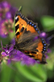 Specialist Stock Photos UK Prints: Small tortoiseshell butterfly