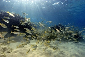Smallmouth grunts, Haemulon chrysargyreum, schooling, Fernando de Noronha, Pernambuco Smallmouth grunts, Haemulon chrysargyreum, schooling, Fernando de Noronha, Pernambuco