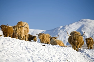 Snowfall over the Kentmere fells of Ill Bell and Yoke in the Lake district UK with Highland Cattle in the foreground Snowfall over the Kentmere fells of Ill Bell and Yoke in the Lake district UK with Highland Cattle in the foreground