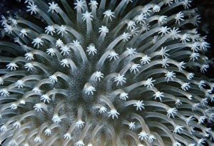 Tropical Ocean Photography Prints: Soft coral