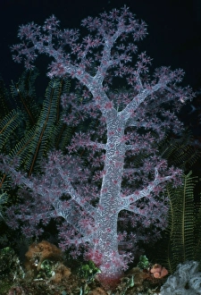 Soft coral (Dendronephythya sp.). Truk, Micronesia Soft coral (Dendronephythya sp.). Truk, Micronesia