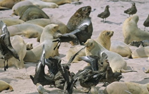 South Polar Skuas (Catharacta Maccormicki) patrolling a colony of Hookers Sea Lions (Phocarctos Hookeri) South Polar Skuas (Catharacta Maccormicki) patrolling a colony of Hookers Sea Lions (Phocarctos Hookeri)