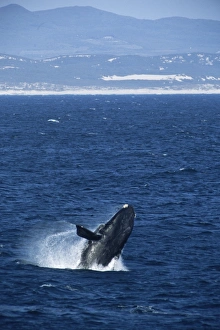 Southern right whale (Balaena glacialis australis). sequence 1/2 South Africa Southern right whale (Balaena glacialis australis). sequence 1/2 South Africa