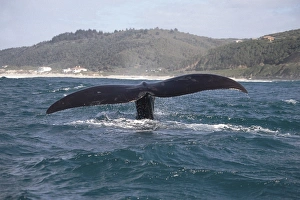 Southern right whale (Eubalaena. glacialis) fluking up.. Plettenburg Bay, South Africa (RR) Southern right whale (Eubalaena. glacialis) fluking up.. Plettenburg Bay, South Africa (RR)