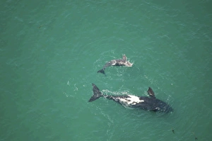 Southern right whales. Mother and calf. The Cape, South Africa Southern right whales. Mother and calf. The Cape, South Africa