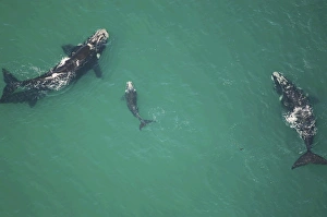Southern right whales. parents and calf. The Cape, South Africa Southern right whales. parents and calf. The Cape, South Africa