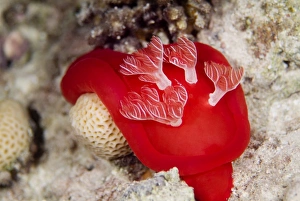 Spanish Dancer (Hexabranchus sanguineus) Spectacular and largest of the nudibranchs (naked gills) Spanish Dancer (Hexabranchus sanguineus) Spectacular and largest of the nudibranchs (naked gills)