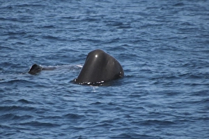 Sperm Whale Head Out. Azores, North Atlantic Sperm Whale Head Out. Azores, North Atlantic