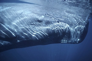 Physeter Macrocephalus Prints: Sperm Whale, Physeter macrocephalus