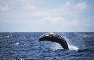 Physeter Macrocephalus Images Prints: Sperm Whale (Physeter macrocephalus) breaching. Azores