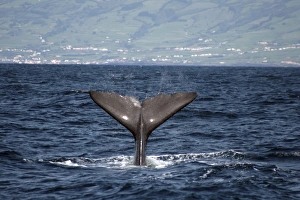 Sperm Whale Throws fluke high into the air water flying off the edges. Azores, North Atlantic Sperm Whale Throws fluke high into the air water flying off the edges. Azores, North Atlantic