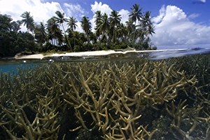 Split image of staghorn coral, Acropora sp., and island, Truk lagoon, Chuuk, Federated States of Micronesia, Pacific Split image of staghorn coral, Acropora sp., and island, Truk lagoon, Chuuk, Federated States of Micronesia, Pacific