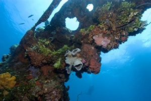 Sponges, algae and corals growing over the external structure of the Fujikawa Maru, Truk lagoon, Chuuk Sponges, algae and corals growing over the external structure of the Fujikawa Maru, Truk lagoon, Chuuk