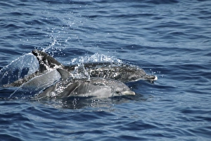 Spotted Dolphin Mother and Calf. Azores, North Atlantic Spotted Dolphin Mother and Calf. Azores, North Atlantic