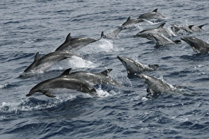 Spotted Dolphin on the move. Azores, North Atlantic Spotted Dolphin on the move. Azores, North Atlantic