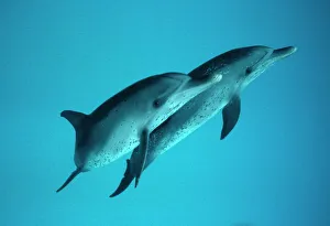 Spotted Dolphin pair (Stenella frontalis). Caribbean Spotted Dolphin pair (Stenella frontalis). Caribbean