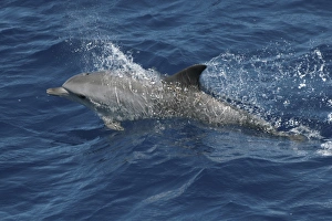 Spotted Dolphin shooting out of a wave. Azores, North Atlantic Spotted Dolphin shooting out of a wave. Azores, North Atlantic