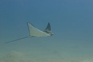 Spotted eagle ray (Aetobatis narinari). Na'ama Bay, Sharm el Sheikh, South Sinai Spotted eagle ray (Aetobatis narinari). Na'ama Bay, Sharm el Sheikh, South Sinai