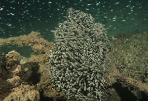 Striped catfish (Plotusus lineatus). Indo Pacific Striped catfish (Plotusus lineatus). Indo Pacific