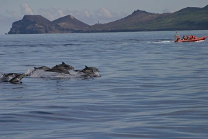 Striped dolphins surfacing near tourist boat (Stenella coeruleoalba) Azores, Atlantic Ocean (RR) Striped dolphins surfacing near tourist boat (Stenella coeruleoalba) Azores, Atlantic Ocean (RR)