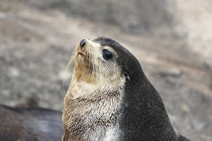 Sub-Antarctic fur seal (Arctocephalus tropicalis) on Nightingale Island in the Tristan da Cunha Island Group in Sub-Antarctic fur seal (Arctocephalus tropicalis) on Nightingale Island in the Tristan da Cunha Island Group in