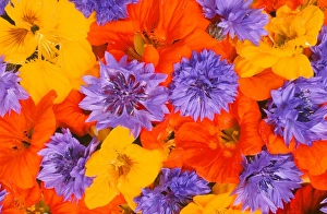 Colorful Summer Blooms Prints: Summer flowers