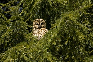 Tawny Owl (Strix aluco) perched in a pine tree. Loch Awe, nr Oban, Scotland, UK Tawny Owl (Strix aluco) perched in a pine tree. Loch Awe, nr Oban, Scotland, UK