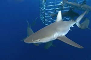 Thrill seekers experience cage diving with Galapagos sharks, Carcharhinus galapagensis Thrill seekers experience cage diving with Galapagos sharks, Carcharhinus galapagensis