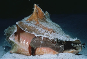 Conch Shell Photography Prints: Conch