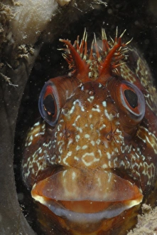 Tompot blenny (Parablennius gattorugine), St Brides, Pembrokeshire, Wales, UK, Europe (rr) Tompot blenny (Parablennius gattorugine), St Brides, Pembrokeshire, Wales, UK, Europe (rr)