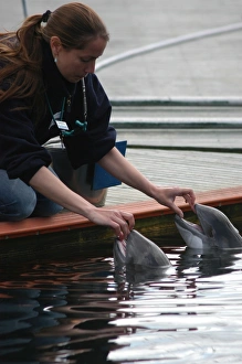 Trainer with two captive Harbour porpoises (Phocoena phocoena) Kerteminde, Denmark (RR) Trainer with two captive Harbour porpoises (Phocoena phocoena) Kerteminde, Denmark (RR)