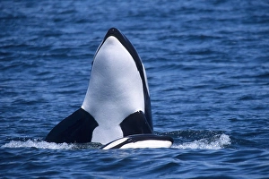 Killer whale Print, Monterey Bay