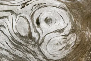 Close Up Tree Trunk Details Prints: growth patterns on a tree trunk