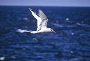 Tropicbird, red-billed, flying aganst the sea. Galapagos. (Phaethon aethereus). South Plaza Island, Galapagos Tropicbird, red-billed, flying aganst the sea. Galapagos. (Phaethon aethereus). South Plaza Island, Galapagos