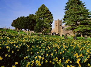 Troutbeck church and wild daffodils in Spring in the Lake District UK Troutbeck church and wild daffodils in Spring in the Lake District UK
