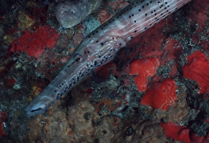 Trumpetfish (Aulostomus maculates). Caribbean Trumpetfish (Aulostomus maculates). Caribbean
